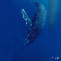 鲸的视频,鲸鱼视频中的自然奇观