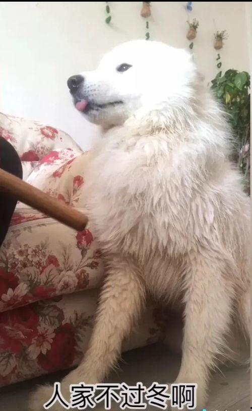 白狗视频,探寻宠物与人类情感交织的温馨瞬间