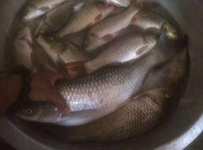 鱼吃钩视频,惊心动魄的捕鱼瞬间