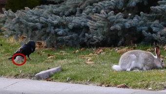 乌鹿视频,揭秘神秘生物乌鹿的传奇故事