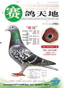 赛鸽天地视频鉴鸽全集,揭秘顶级赛鸽风采与鉴赏技巧