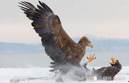 大金雕视频,翱翔天际的王者之翼