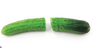 黄瓜在线视频观看,轻松掌握种植技巧，享受丰收喜悦