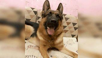 训练德牧视频,从新手到专家的实战指南