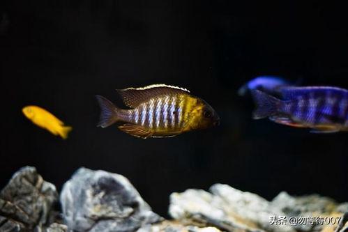 三湖慈鲷视频,探寻非洲淡水鱼王国的多彩魅力